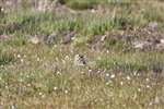 Short-Eared Owl hiding on moorland, North Uist