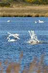 Whooper swans, RSPB Loch of Strathbeg