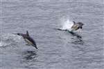 Common dolphins jumping off Canna