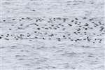 Manx shearwater flock off Rum