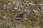 Skylark hunting insects in machair grassland at Balranald, Hougharry, North Uist