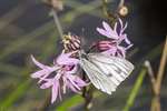 Green-veined White butterfly on Ragged Robin, Eigg