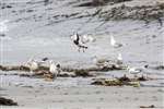Oyster catcher and Common gulls, Eigg