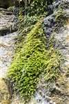 Mosses and liverworts, Eigg