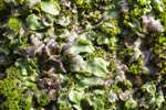 Mosses and liverworts, Eigg