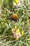 Moss Carder Bumblebee