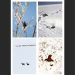 4 greetings cards - Animal Snow Scenes