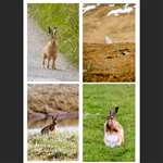 4 greetings cards - Hares