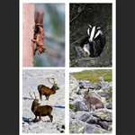4 greetings cards - highland animals - portrait
