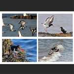 4 greetings cards - Oystercatchers
