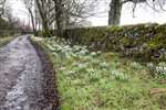 Snowdrops on the path to RSPB Loch Lomond