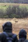 Watching a Roe deer, RSPB Loch Lomond