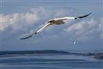 Gannet in flight from Bass Rock