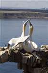 Gannets bill fencing, Bass Rock