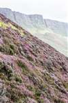 Heather on Cleadale cliff scree slopes