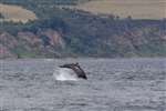 Bottlenose dolphin jumping, Chanonry Point