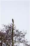 Great spotted woodpecker, Montreathmont Moor