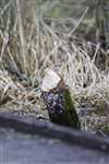 Evidence of European Beaver, Loch of Kinnordy