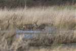 Roe deer, Loch of Kinnordy