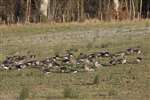 Flock of Greylag Geese grazing, Duncryne