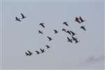 White fronted geese over RSPB Loch Lomond