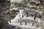Common Guillemots, Brough of Birsay, Orkney