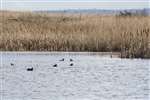 Coot , Goldeneye and Tufted duck , Black Devon Wetlands
