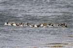 Greylag flock swimming in a sea loch, North Uist