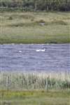 Whooper Swans on a loch, North Uist