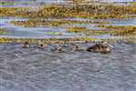  Eider duck with ducklings, Hougharry, North Uist