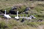 Mute swan family, North Uist