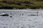Mute swan family, North Uist