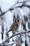 Goldfinch on frosty branch, Glasgow