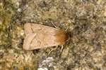 Common Quaker moth, Flanders Moss
