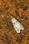 Diurnea fagella moth, Flanders Moss