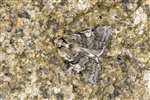 Yellow Horned moth, Flanders Moss