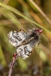 Male Rannoch Brindled Beauty moth