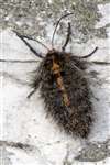 Female Rannoch Brindled Beauty moth