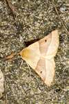 Scalloped Oak moth