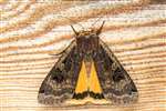 Large Yellow Underwing moth, Millport