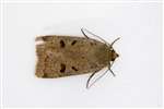 Lesser Yellow Underwing moth, Millport