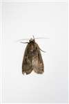 Lesser Broad Bordered Yellow Underwing moth