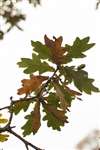 Pedunculate Oak leaves and acorns