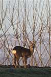 Roe Deer with willow hedge, Possil Marsh, Glasgow