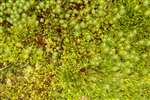Collection of mosses