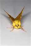 Canary Shouldered Thorn 