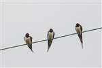 Barn Swallows, Polkemmet Country Park