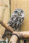 Little owl, Polkemmet Country Park