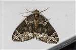 Small Phoenix moth
