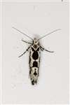 Ypsolopha sequella moth
